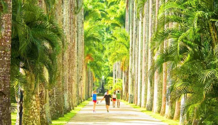 Caminho das palmeiras - Jardim Botânico do Rio de janeiro